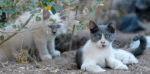 feral-kittens-gray-white