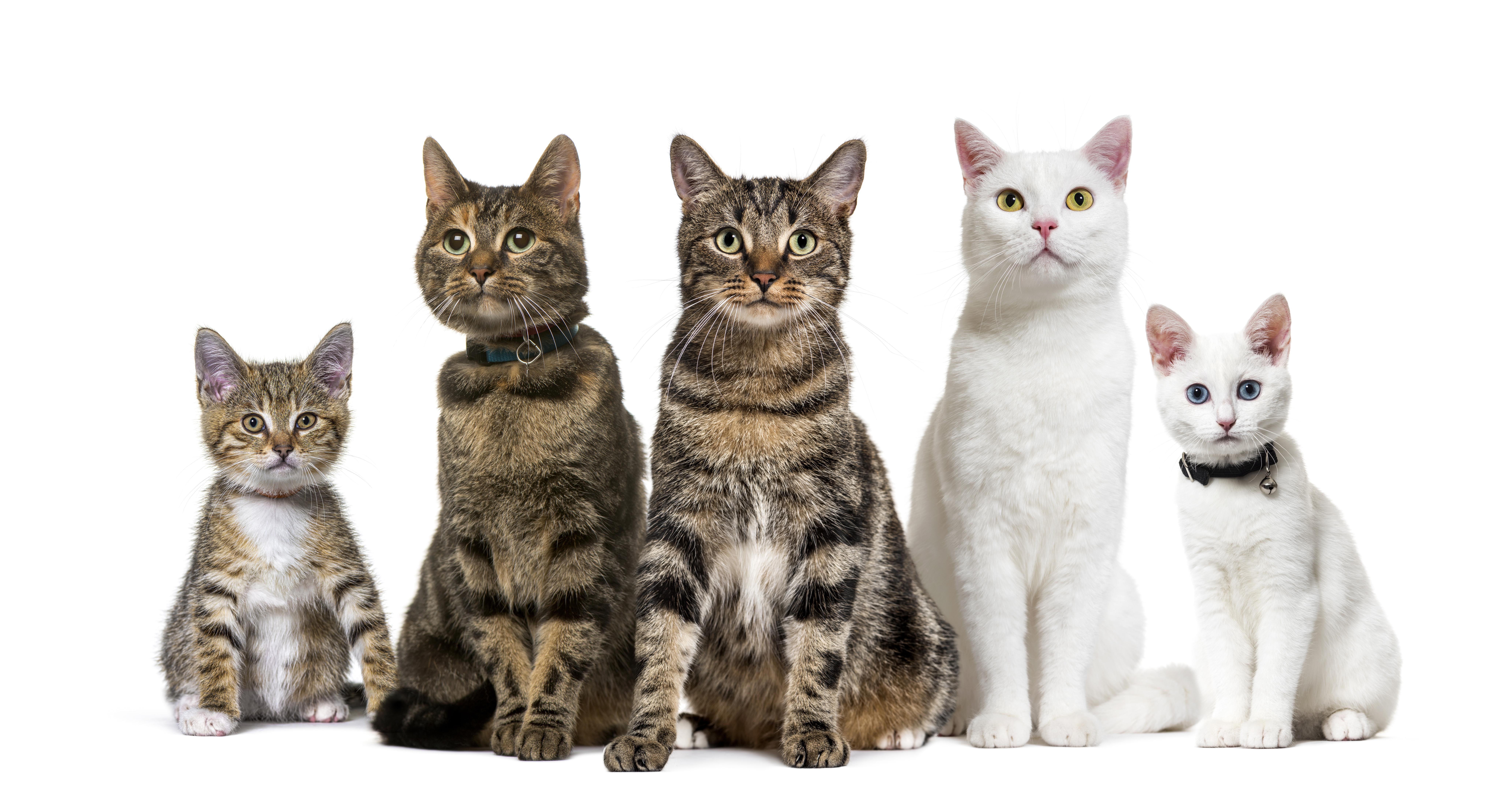 My first design (1) | Cats At The Studios