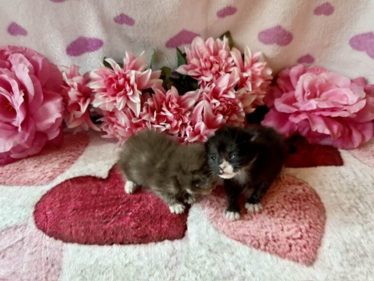 Fix the Valley - February 2026