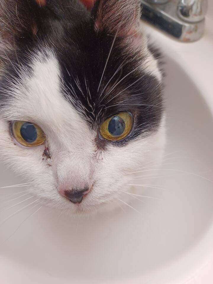 Tuxedo cat close-up with golden eyes
