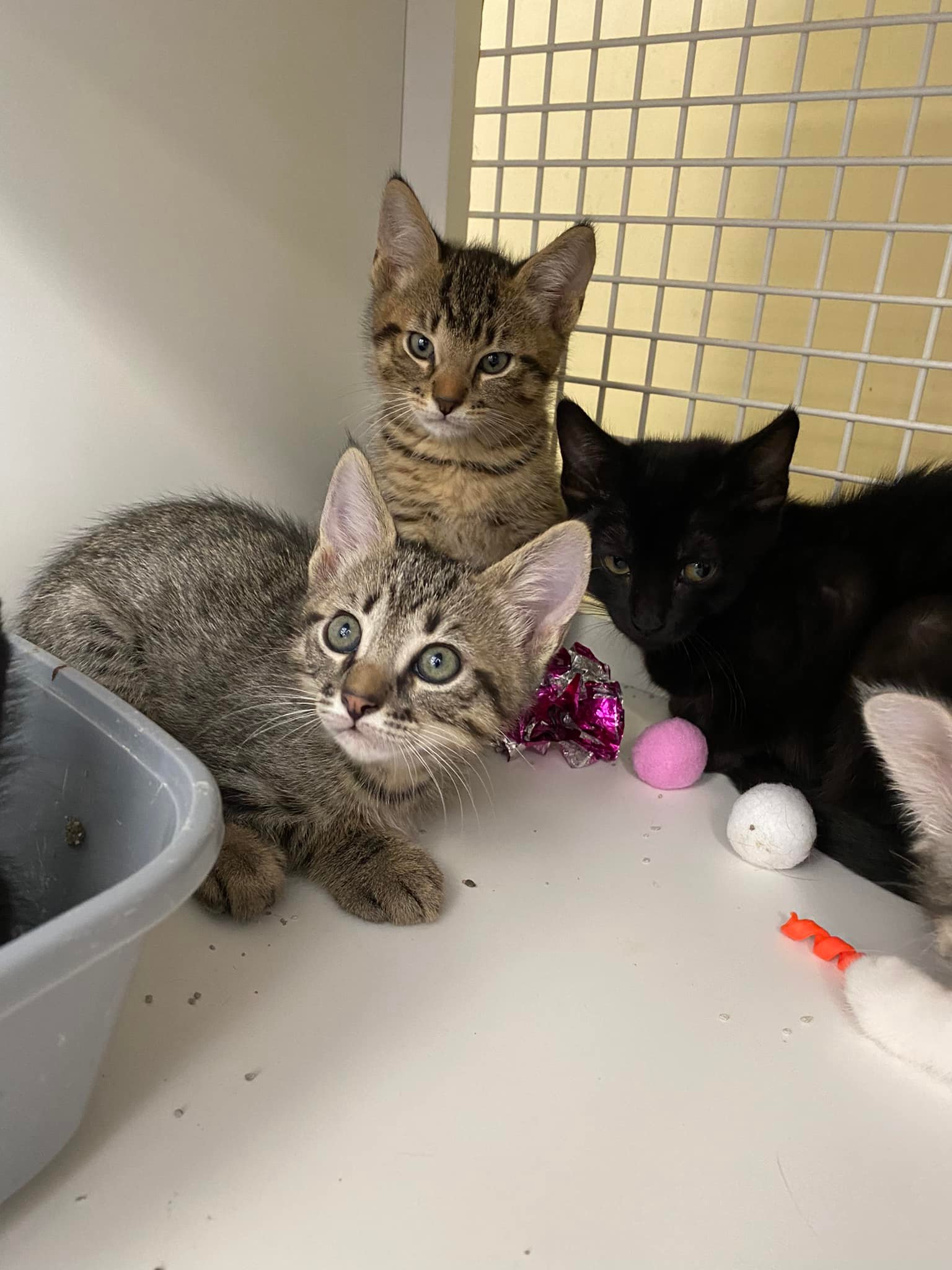 Playful tabby and black kittens with toys