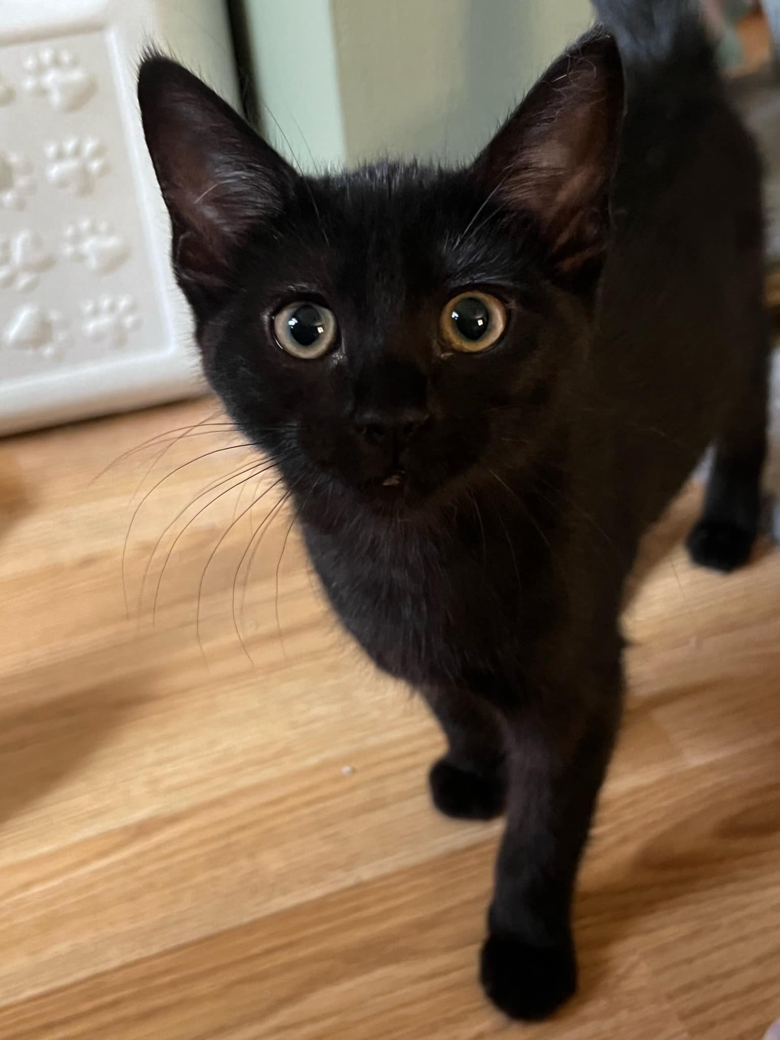 Volunteer with rescue cat