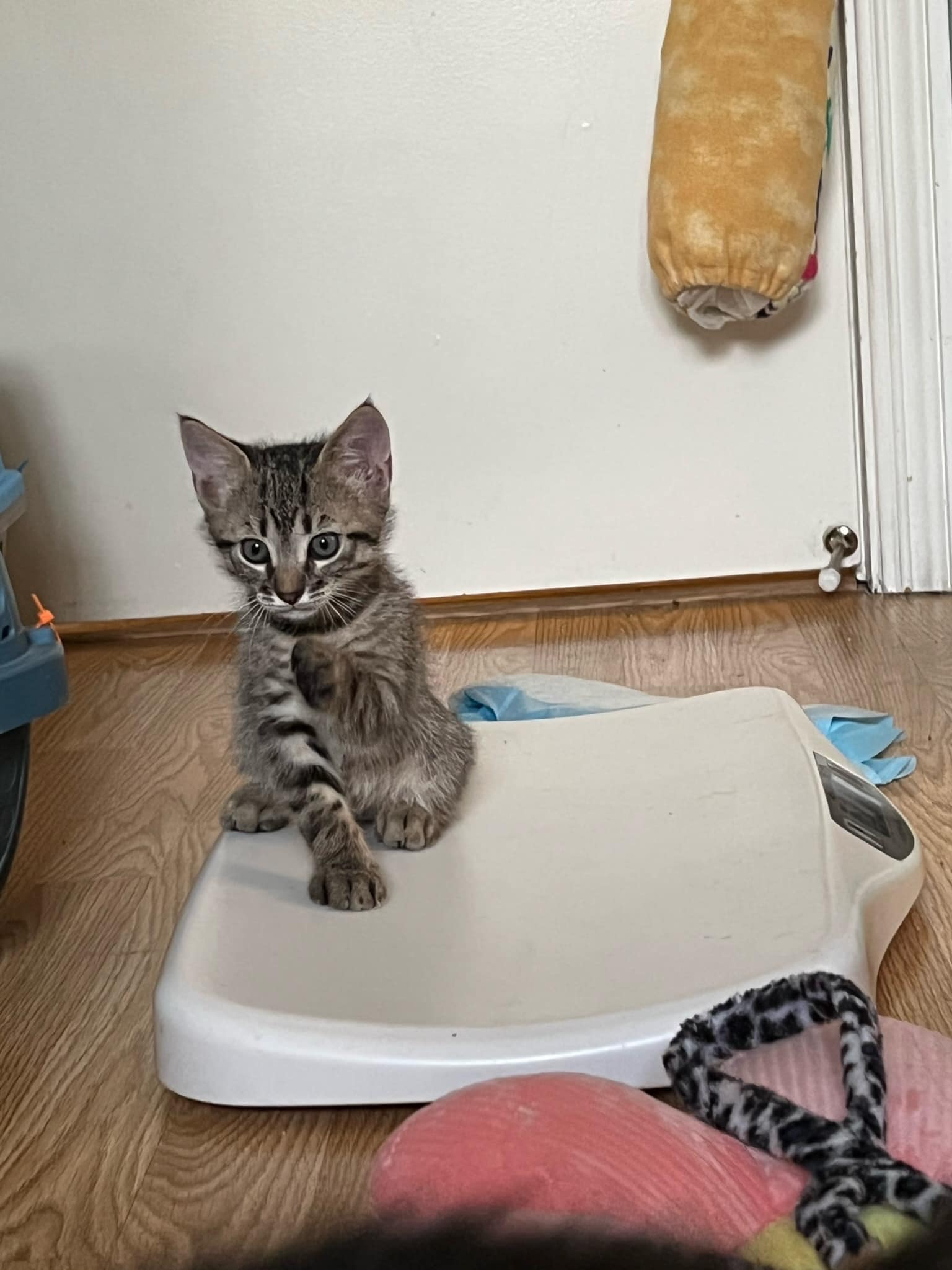 Tiny tabby kitten sitting on a scale