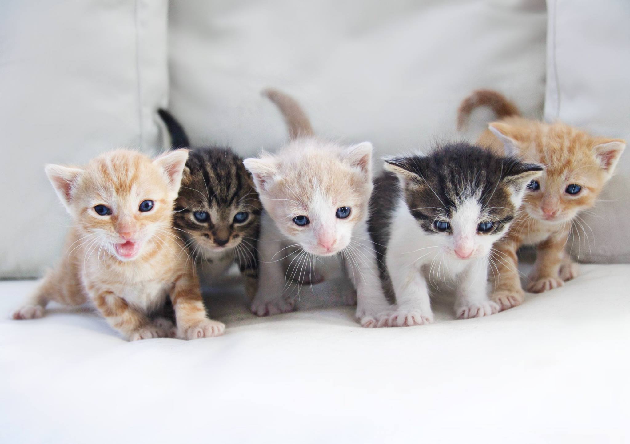 Five adorable kittens lined up at CATS Inc rescue