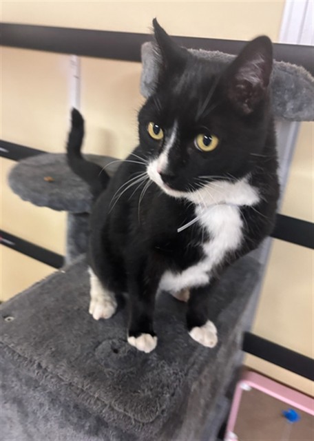 Adoptable cat