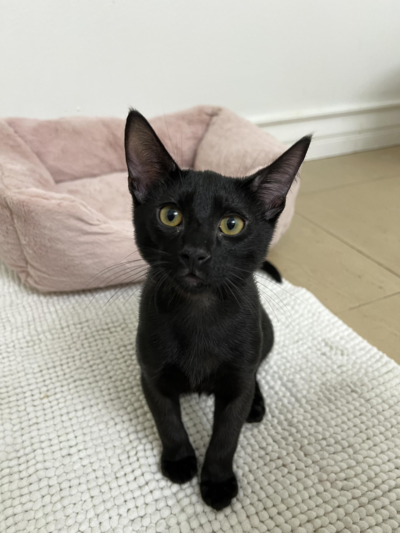 Beautiful black kitten with golden eyes