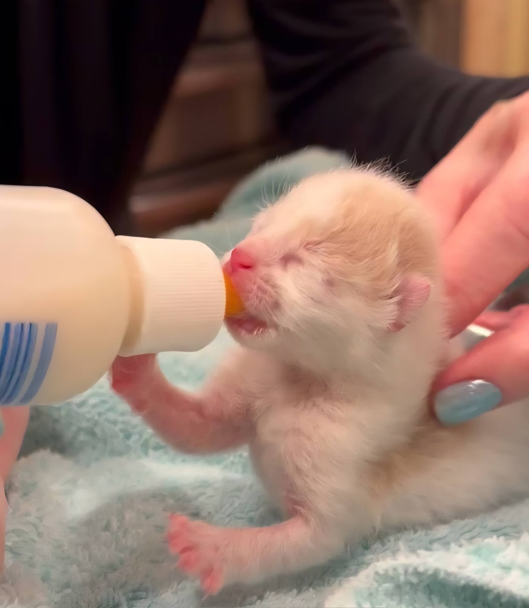 Adorable foster kittens