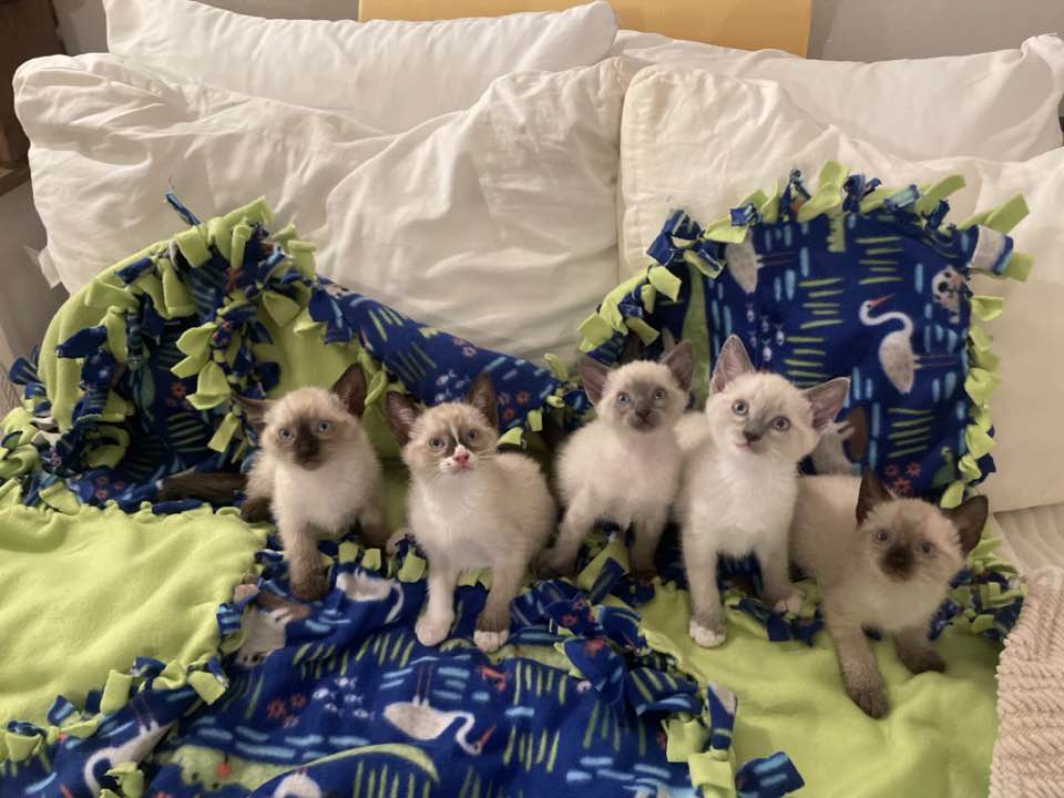 Four Siamese kittens on a colorful blanket