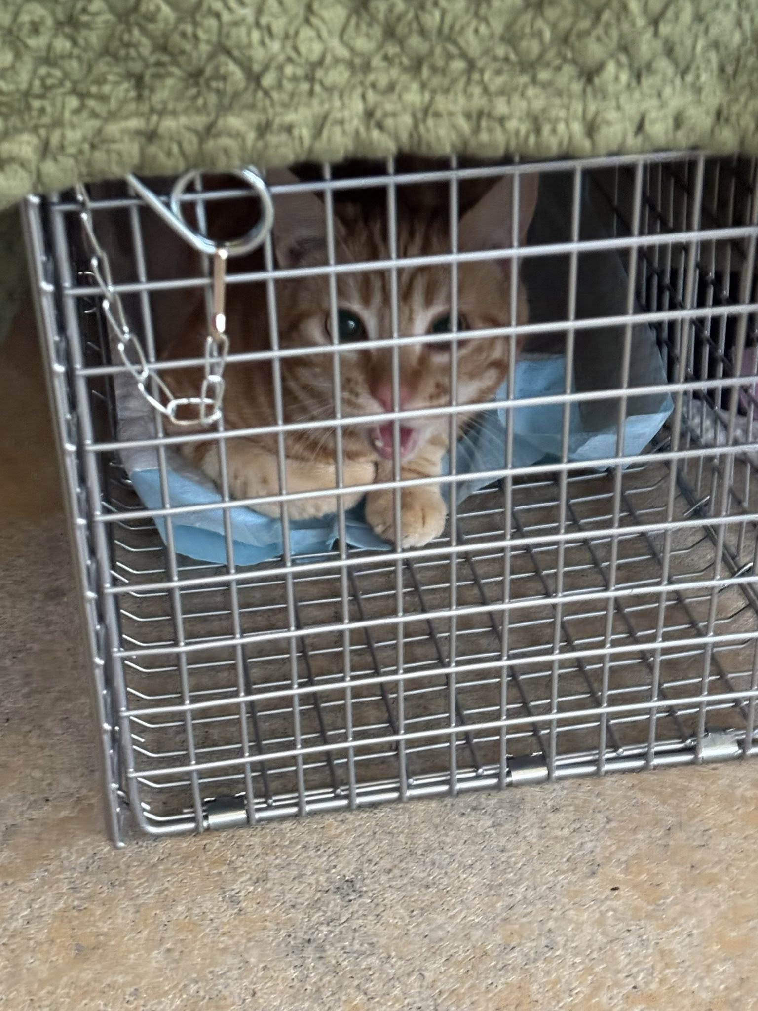 Orange tabby cat rescued from the street