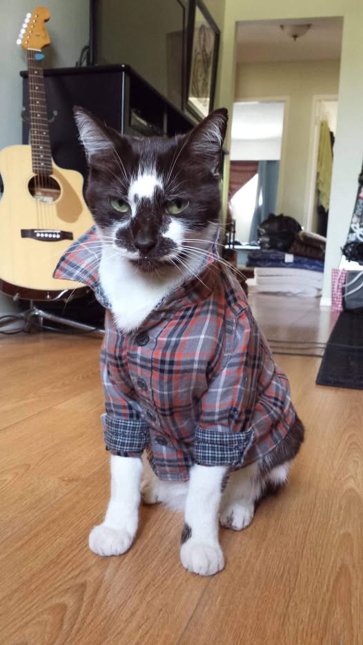 Tuxedo cat wearing a plaid shirt sitting by a guitar